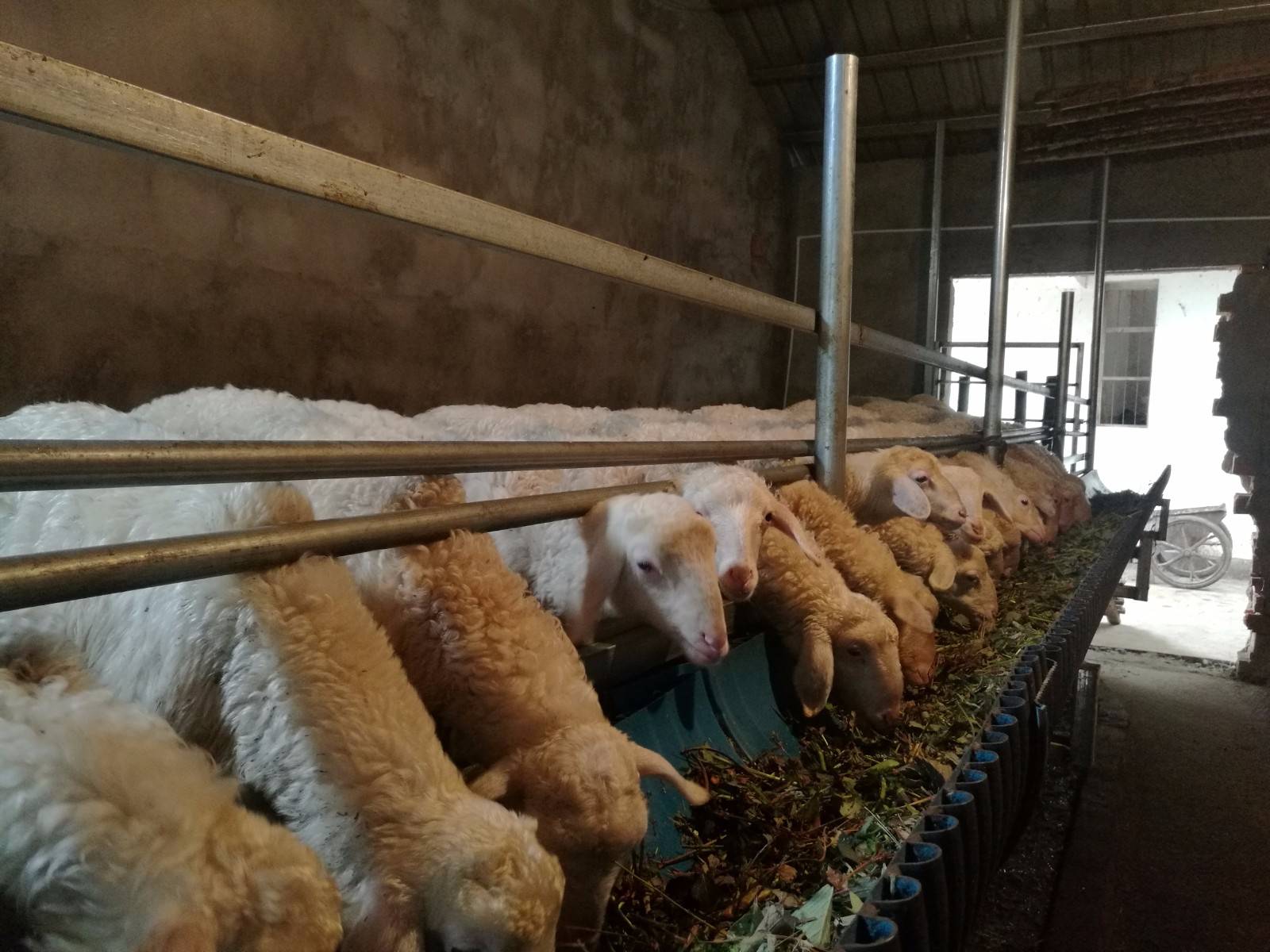 羊快疫最快治疗方法,养羊人快收藏学习!_管理_病原菌_死亡