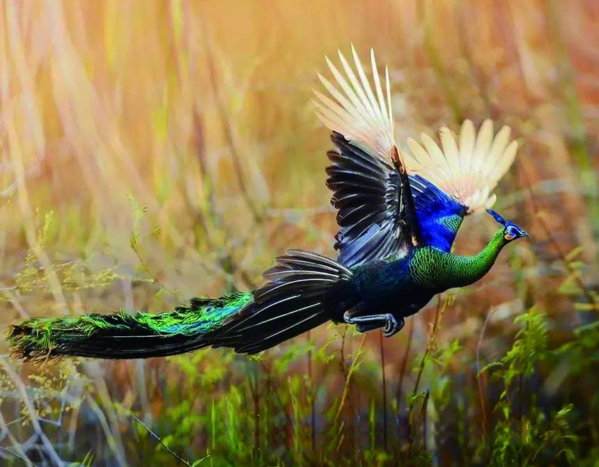 2023中国国际旅游交易会 | 欢迎体验"有一种叫云南的生活"之遇见楚雄