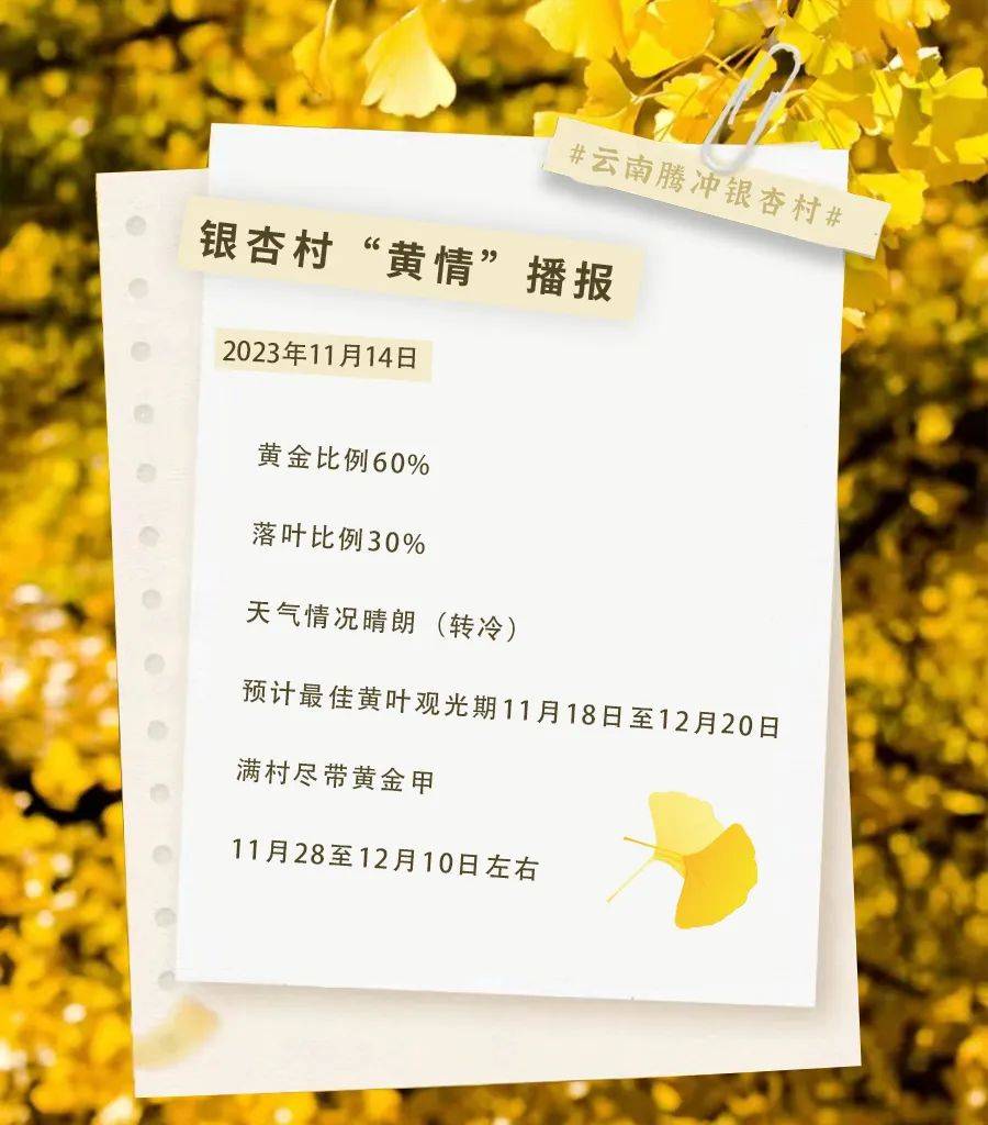 近期黄情播报腾冲银杏村(图片均为11月13日拍摄,景区供图)小伙伴们要