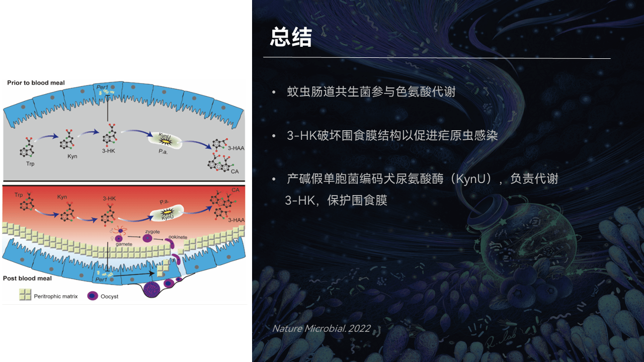 我們發現蚊蟲腸道共生菌參與色氨酸代謝,而3-hk起到一個破壞圍食膜