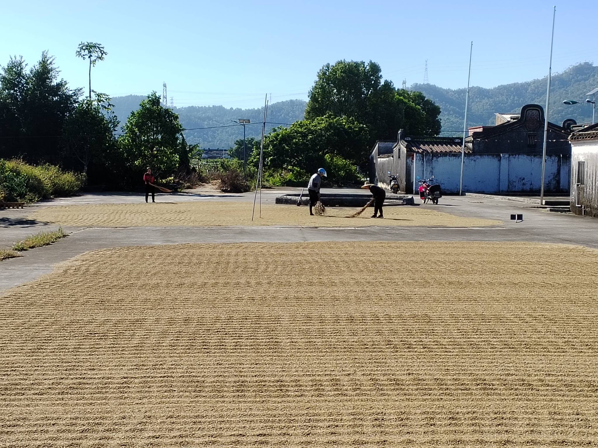 陶河镇多措并举夯实粮食安全_种植_水稻_农户