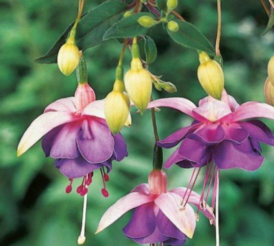 今年的倒挂金钟长得比去年好看不多了,看来"不摘心"是不行的!_土壤_疏