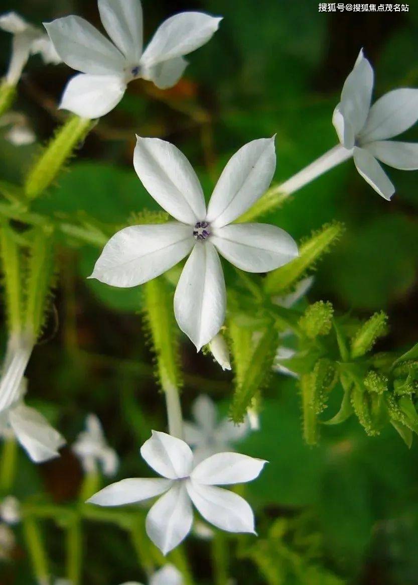梧桐山下的仙湖植物园,遍植湖畔的落羽杉和池杉秋色绚丽亮眼,更有展翅