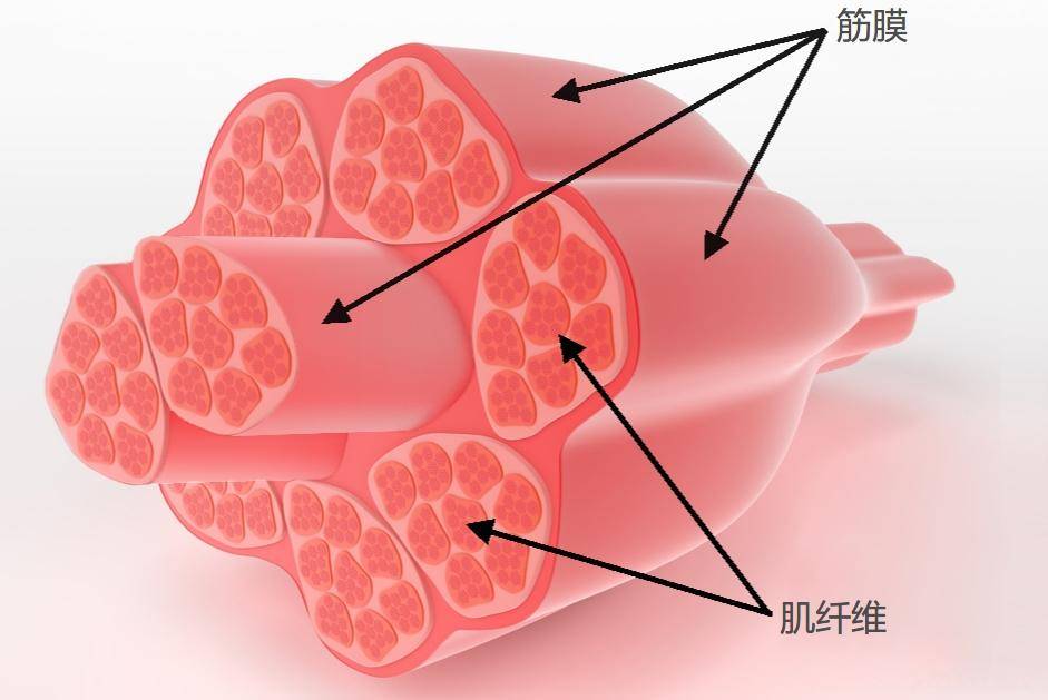 肌肉粘连能自愈吗?