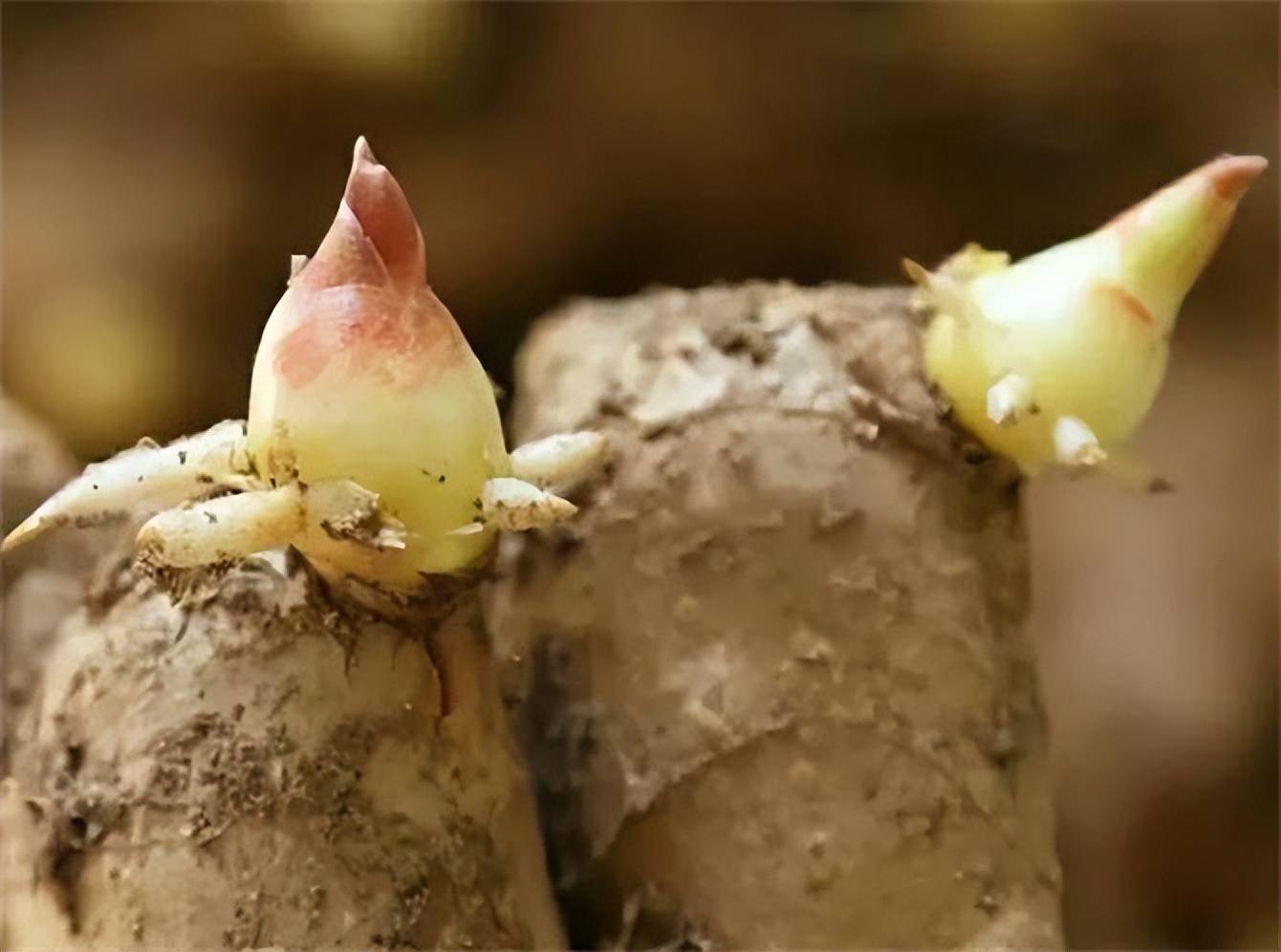 生姜发芽还能吃吗?会不会导致中毒?生姜发绿芽是怎么回事?_可以将_食