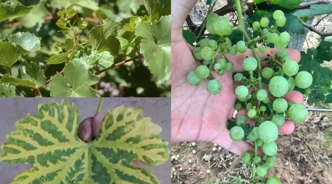 葡萄缺锌的症状原因是什么?怎么有效补锌?