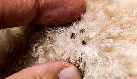 这些"偏方",让狗和跳蚤说拜拜!_驱虫_肠胃_进行