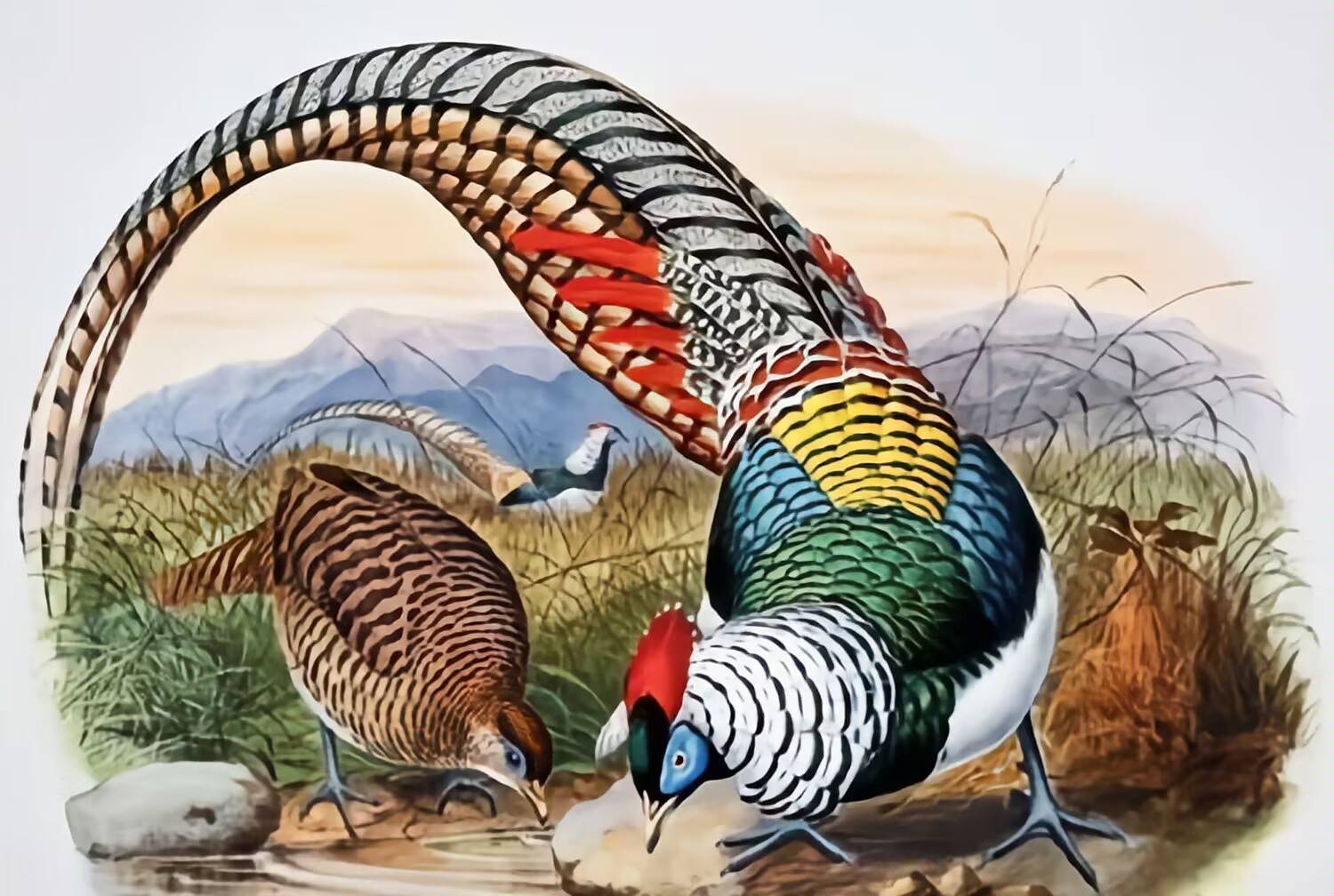 民间诡谭 鸡蛋由来的传说(下)_女儿_小鸡_时候