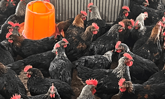 "和盈黑鸡"有望填补我市祖代肉种鸡场 的空白_配套_肉鸡_育种