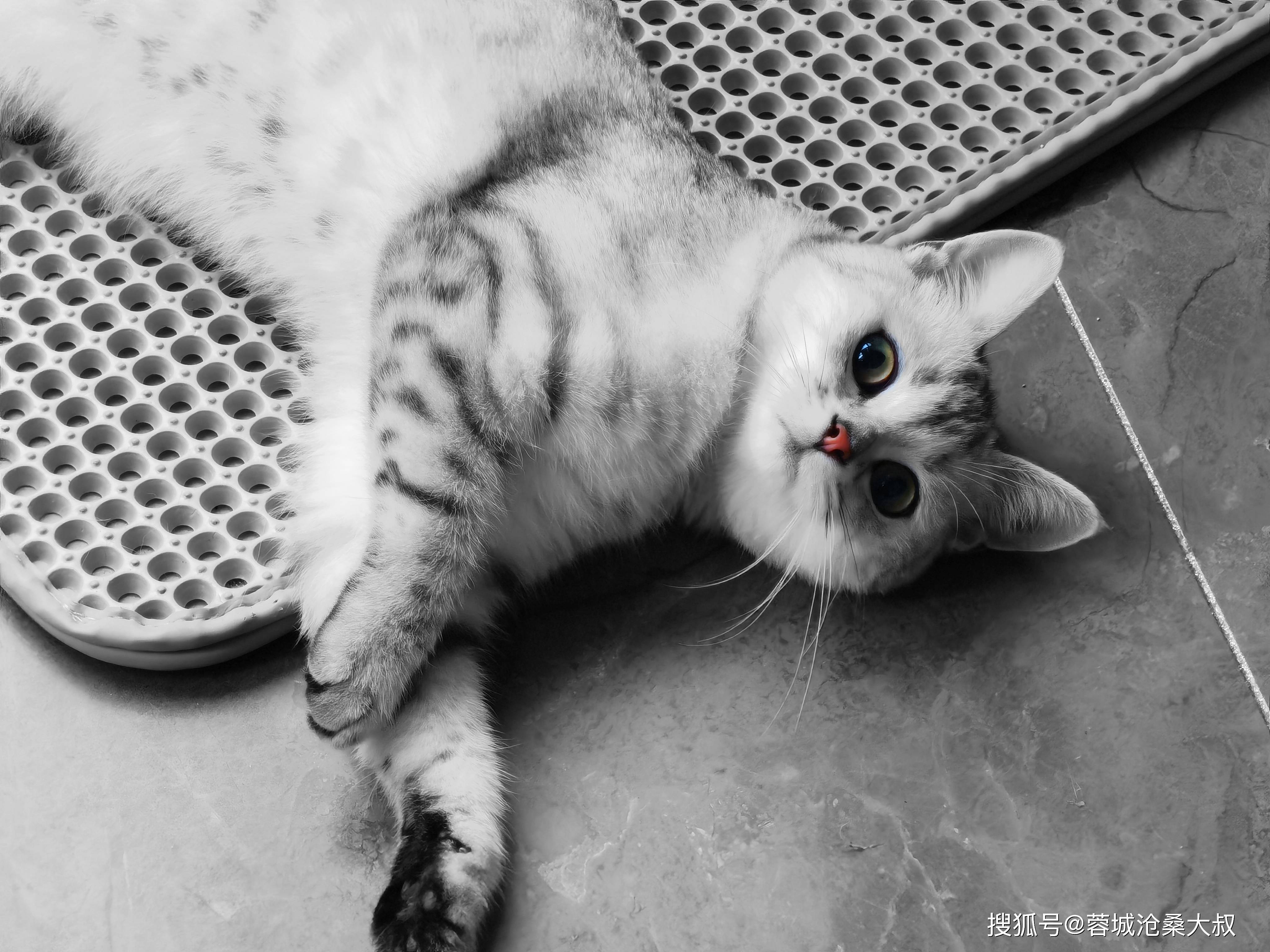 为了让她能够顺利度过这个猫生的重要阶段,净多多方联系,上周三我把她