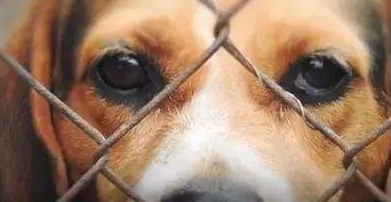 实验犬之殇！被美国移植大脑，被苏联接上两个头，死亡是最终归宿