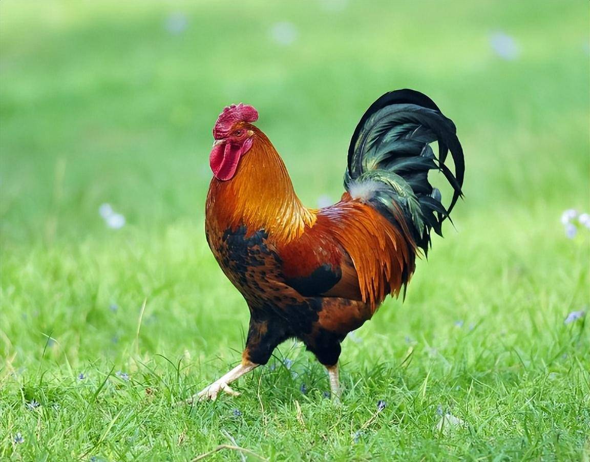 直到2013年才被破解_鸣叫_生物钟_动物