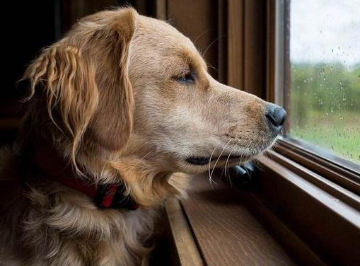 有这5个表现的狗狗,说明很孤独,需要主人陪伴!_因为_时间_事情