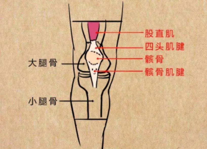 髕腱又叫髕韌帶,在身體跳躍時承受很大的壓力,起到緩衝作用.