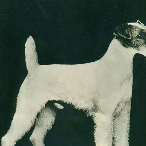 寻根问祖系列（90）：刚毛猎狐梗（Wire Fox Terrier）_毛发_皮毛