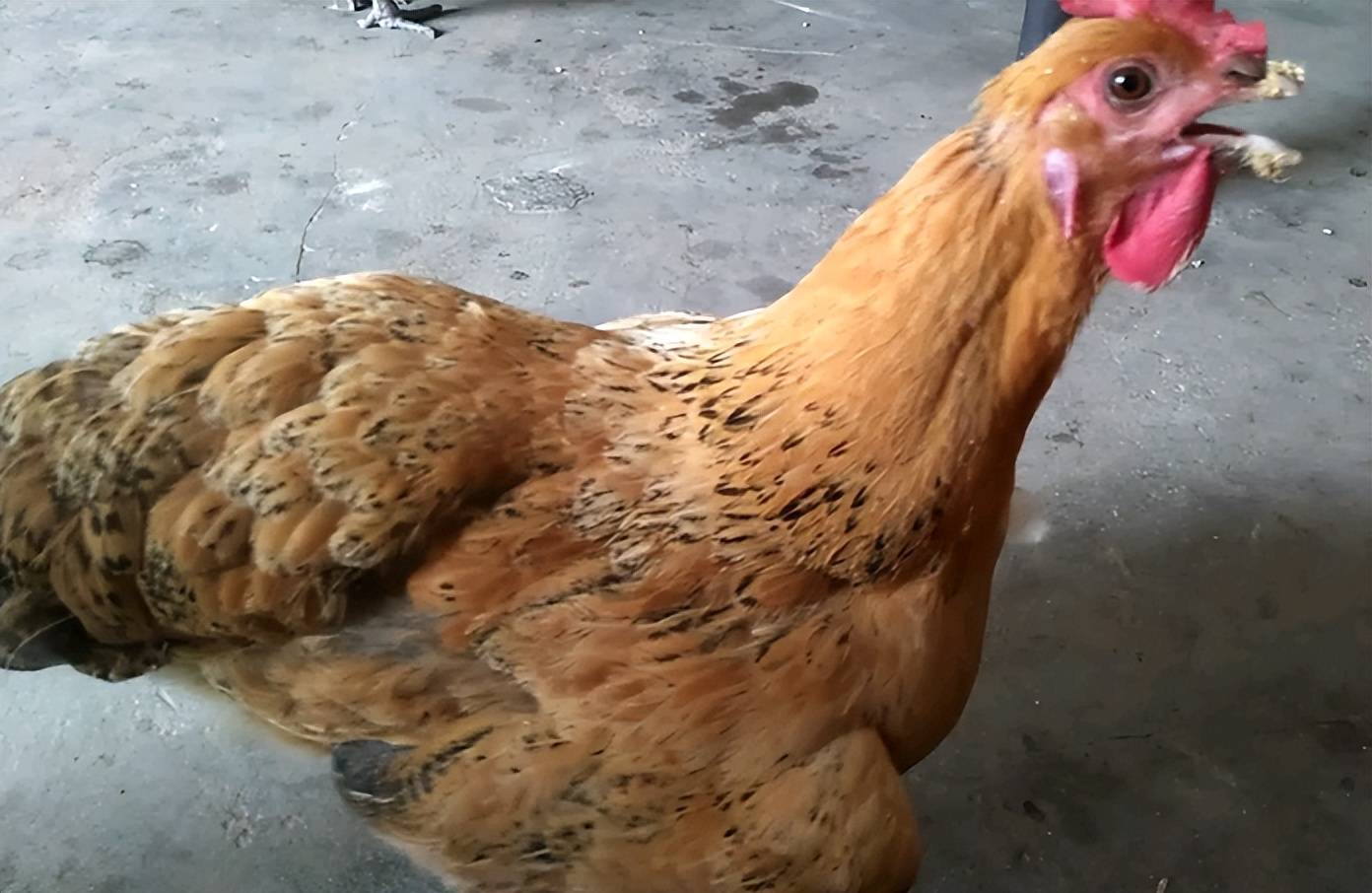 鸡伸脖呼吸困难怎么办?鸡张口伸脖呼吸的原因,养殖户一定要知道