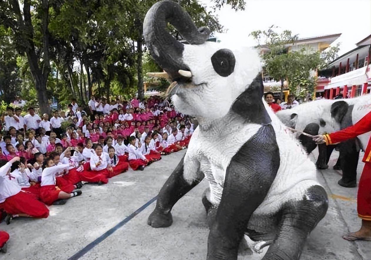 我国野生大熊猫数量激增，它们会迁徙到国外吗？如果发生该怎么办(图4)