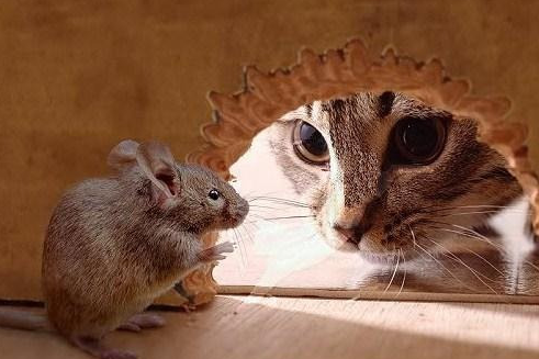 最后就是好奇心,人们常说好奇害死猫实则不然.