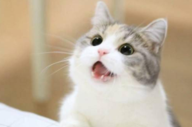 男童眼里捉出6条活虫！养猫养狗不做好这3件事，人宠最终都受苦