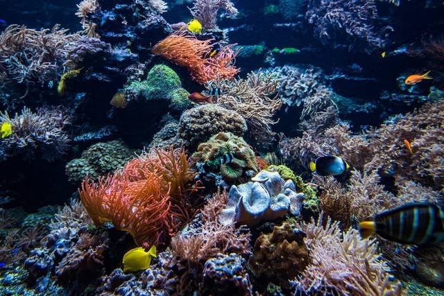 珊瑚礁生态系统孕育了大量海洋生物,我国珊瑚礁主要分布在哪里?