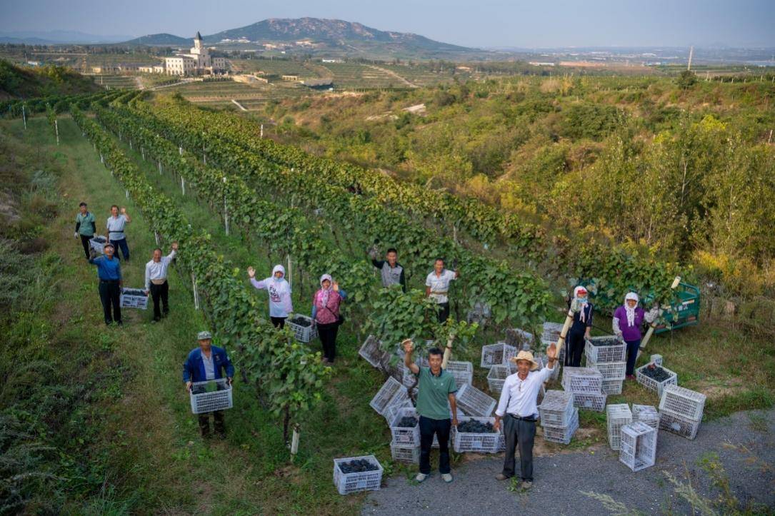 十年耕耘 "葡"写乡村振兴 ——安诺酒庄_葡萄_种植_产业