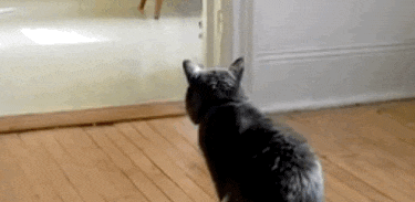  猫咪拉完屎之后！网友看完表示：是我家猫咪没错了！ 