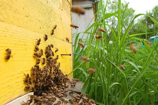 如何让蜜蜂自然建造王台?3种解决办法,2种适用_蜂群_蜂王_方法