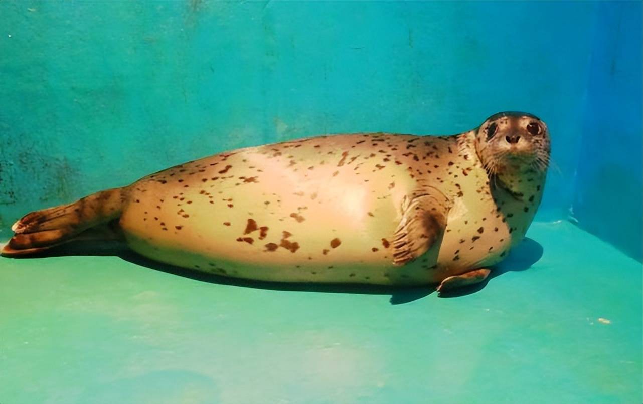 海洋_食物链_群体