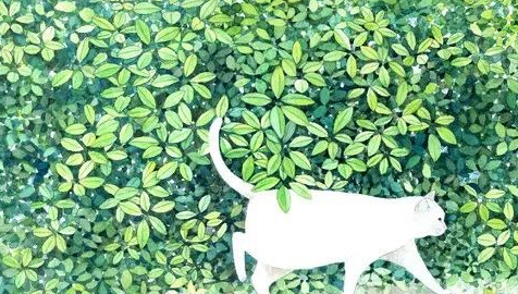 细数日本猫咪文化的前世与今生！爱猫的你，不可错过！ 