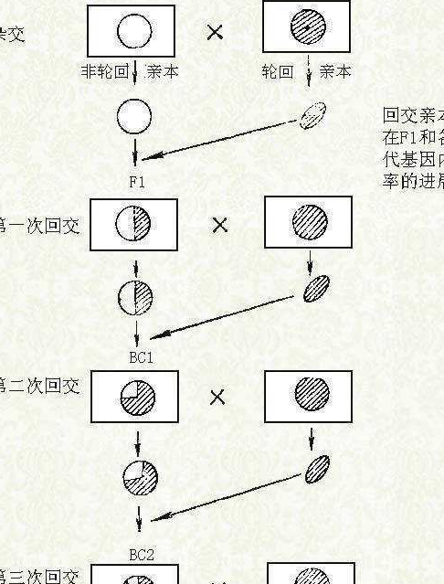 回交不会违反伦理道德吗?