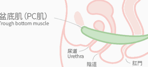 提肛運動的正確做法那麼這個提肛運動對人都有哪些好處?又如何做呢?