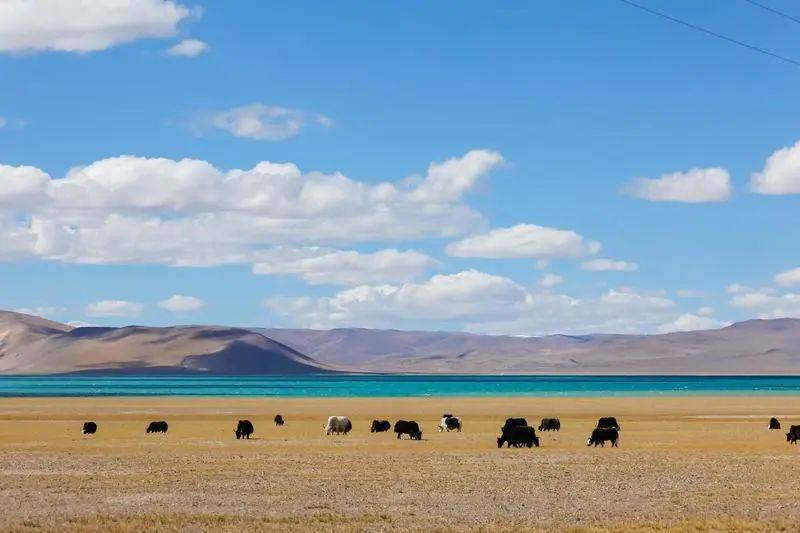 走进羌塘草原,感受冬日那曲"高冷"之美_西藏_大地_独俊