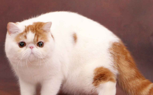 "加菲猫"纯不纯,要看这几个地方,串串根本装不出来!_纯种_眼睛_鼻子