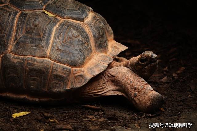 瞭解完烏龜的骨骼之後,才明白:原來烏龜是如此