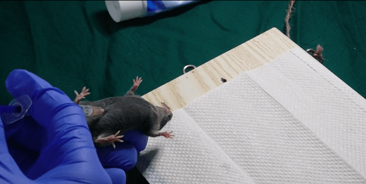 实操视频 图文 | 小鼠双侧睾丸摘除orx模型构建细节_实验_进行_服务