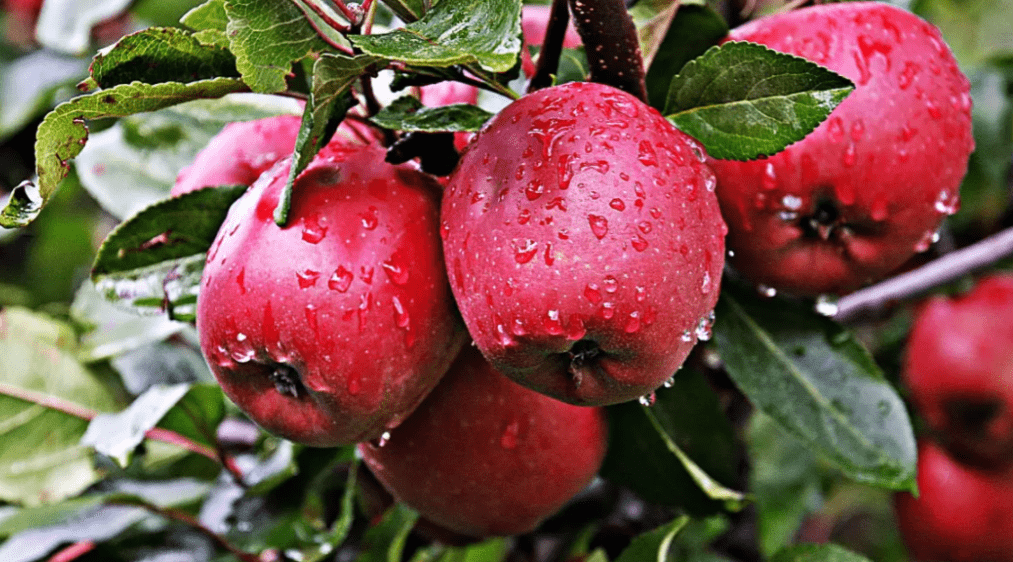 古代的苹果不叫"苹果",古人取了个唯美的名字,日本沿用至今_果实_林檎