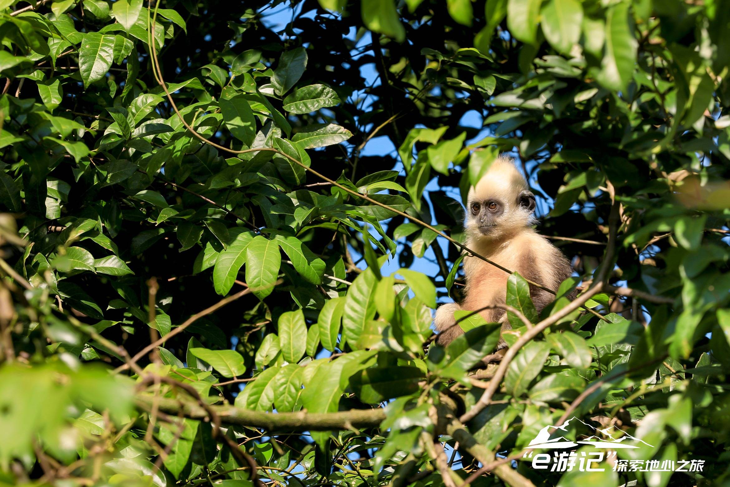 保护区内白头叶猴采用纯野化保护,不人为的饲喂,因此这里的白头叶猴对