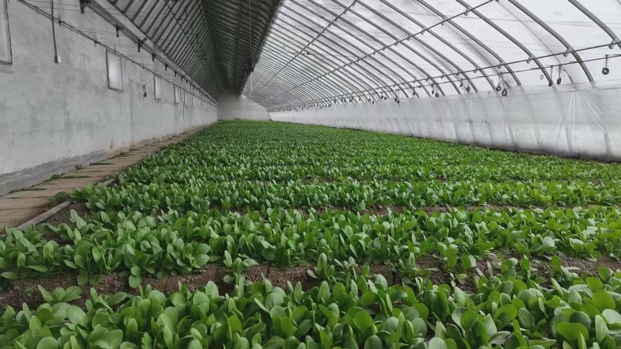 东丰县:做好大棚防寒保温,确保蔬菜稳定供应_种植_农户_设施