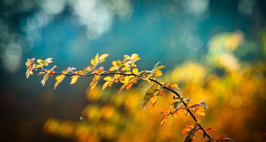 有文化有信仰的家电企业今年不焦虑!-家电圈官网