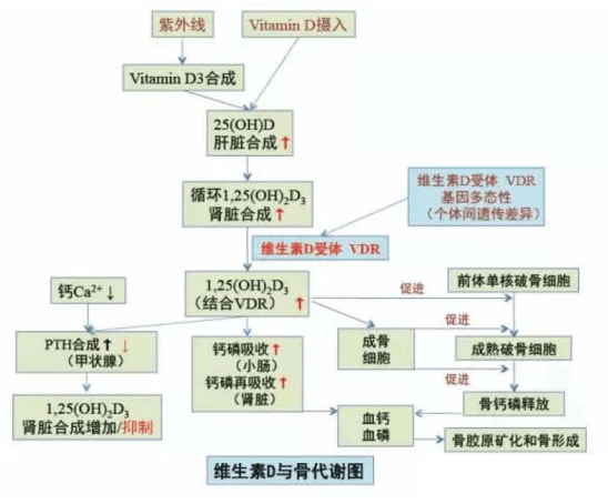 孕婦營養代謝基因(鈣)科普知識_缺鈣_激素_肌肉