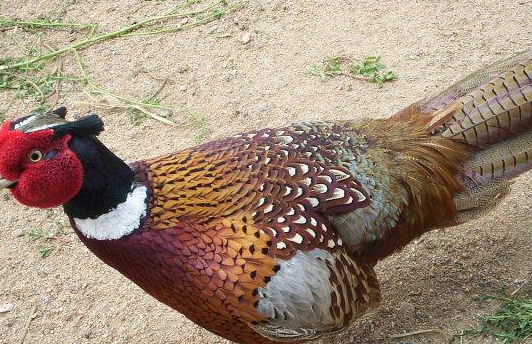 山鸡养殖都有哪些繁殖特性呢?全都在这里了_条件下_时间_状态