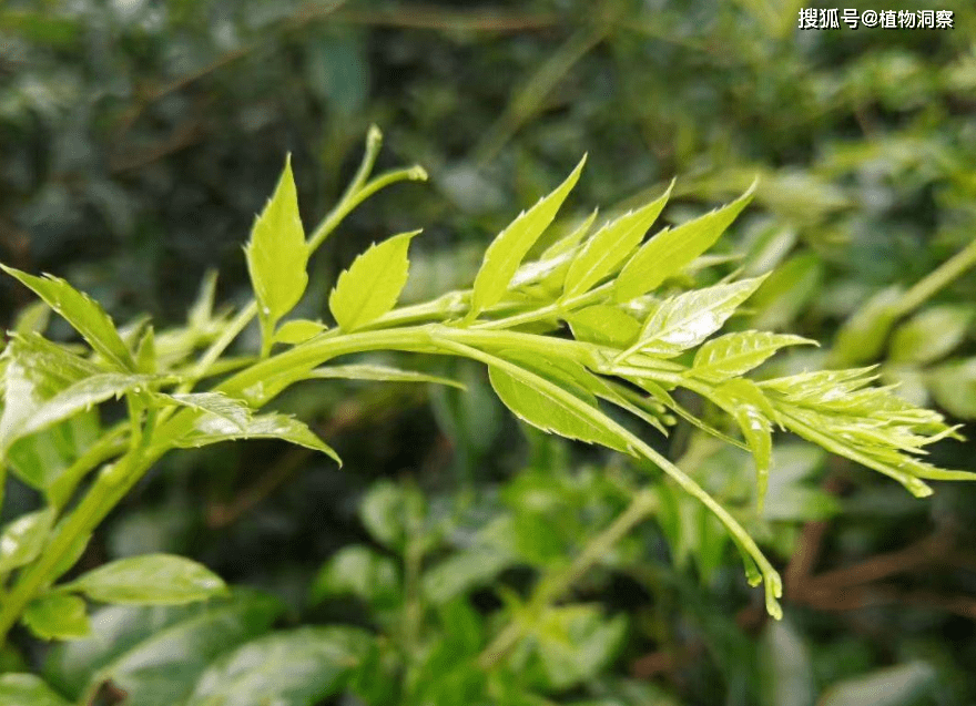 显齿蛇葡萄,又称神仙草,藤茶,有3大作用,价值极高,农民要了解!