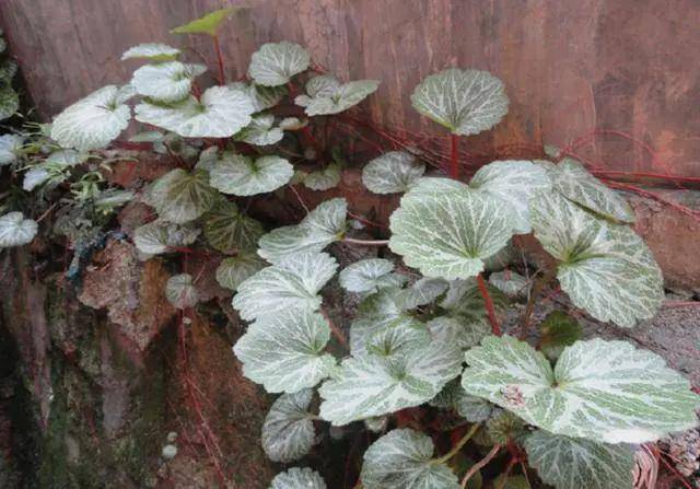 金丝荷叶好看又好养,认识的人却不多,只要方法正确,轻松养爆盆_土壤