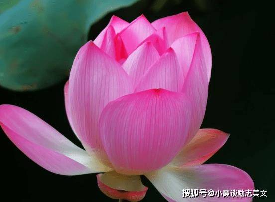 吉星照耀,4属相运势上涨,财源滚滚,生活锦上添花_工作_生肖龙_财运