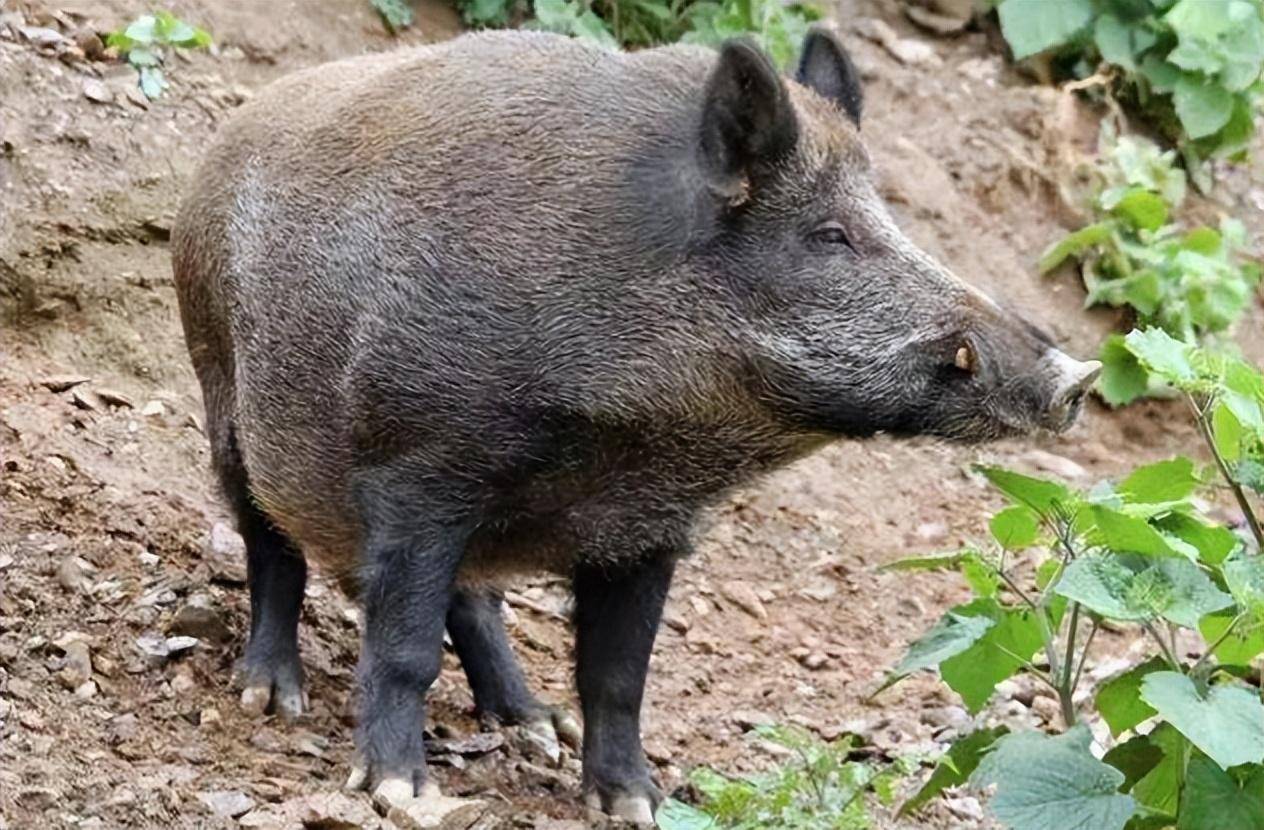 野猪 真实獠牙图片