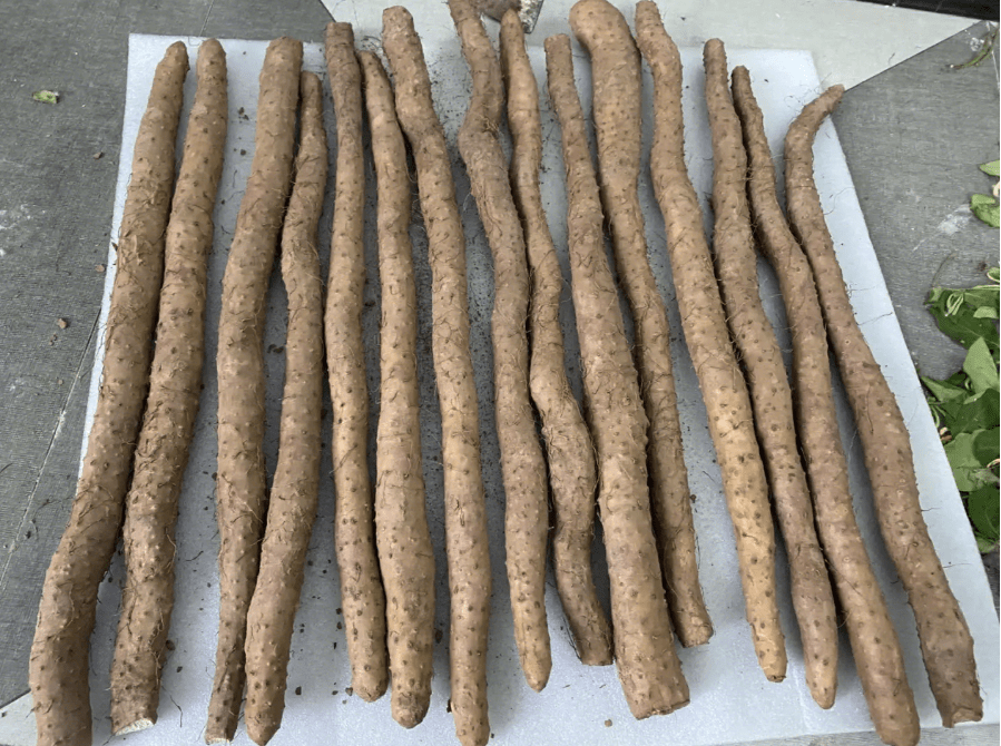 怀山药中极品温县垆土铁棍山药对男人好处,产地温县,温贤仁优秀_男性