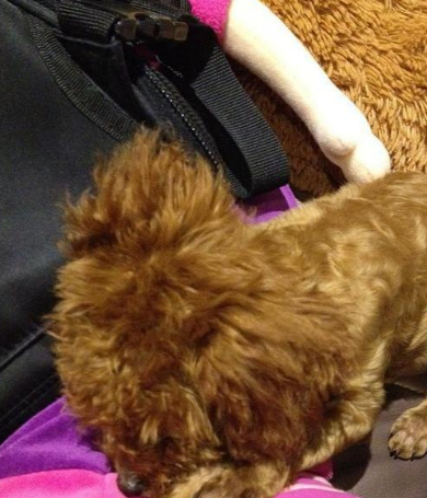 临死前的泰迪犬会有这4个特征,希望你家还没有!_狗狗_老年_时候