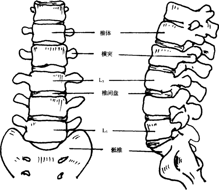 腰椎体解剖图片