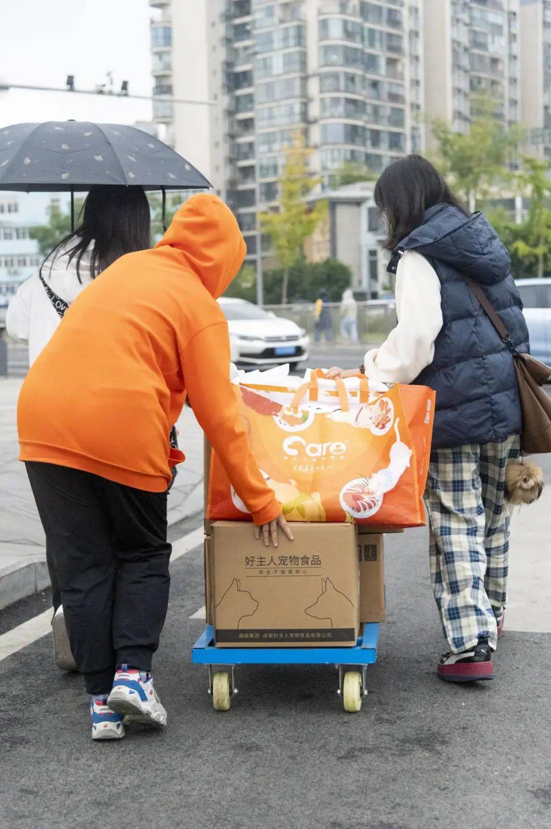 ​流浪猫也值得科学对待好主人心跳阶梯公益行动捐赠超1吨猫粮