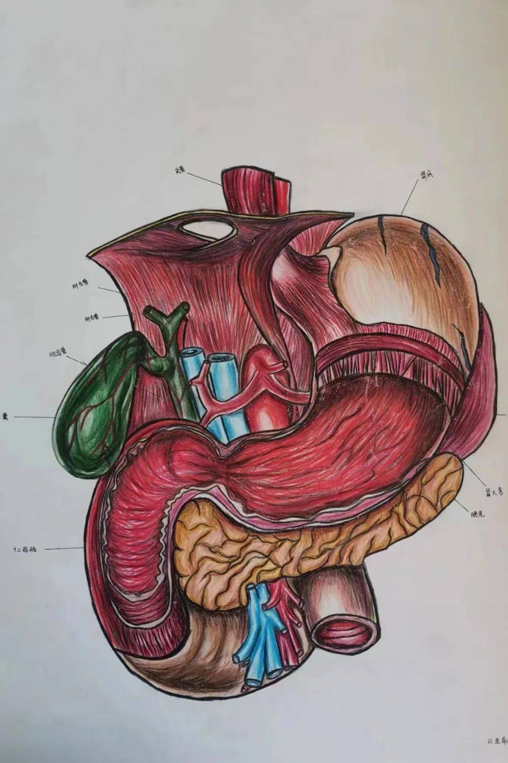 人体解剖绘画学生图片